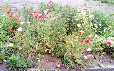 IMG_20200614_102939.jpg