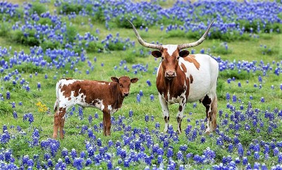 Longhorn-and-Calf-in-Bluebonnets-3.jpg