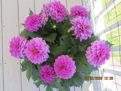 Dahlias a.jpg