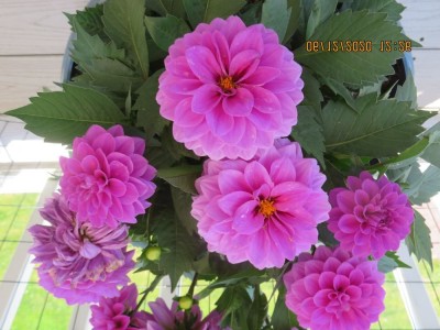 Dahlias b.jpg