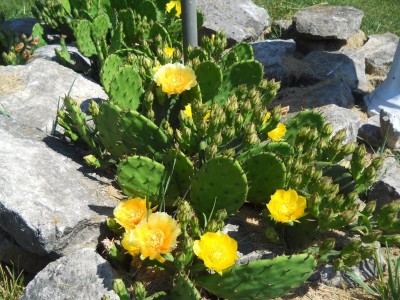 garden 1.JPG