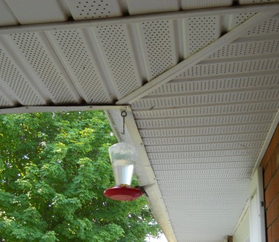 bird 2.JPG