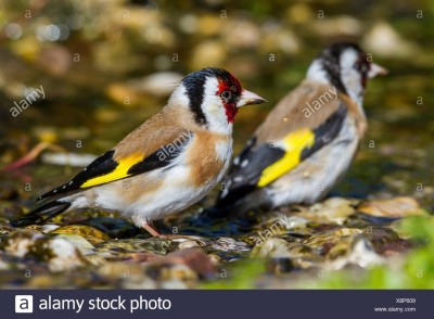 eurasian-goldfinch-carduelis-carduelis-two-eurasian-goldfinches-bath-in-a-brook-germany-mecklenburg-western-pomerania-X8P609.jpg