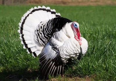 Tom-Turkey-640x449.jpg