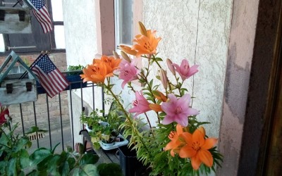 IMG_20200625_193938.jpg