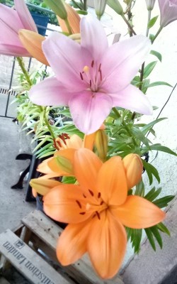 IMG_20200625_194007.jpg