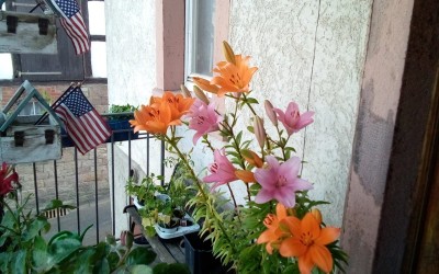 IMG_20200625_193943.jpg