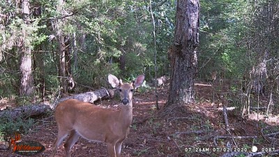 This little feller is a yearling, he is usually with his mamma.