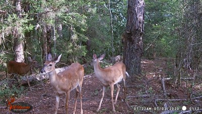 These two will be 2 years old this season.  they are still with a doe.