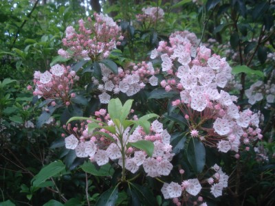 DSC07553.JPG