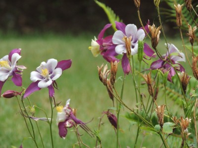DSCN6385.JPG