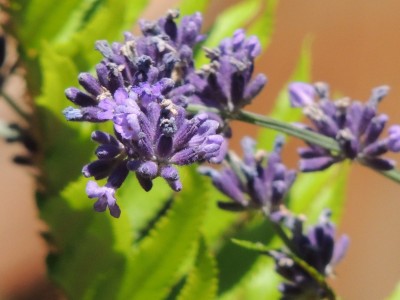 DSCN6549.JPG