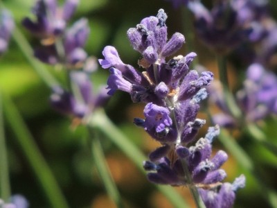 DSCN6545.JPG