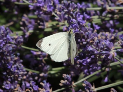 DSCN6546.JPG