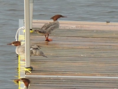 RSCN8514.JPG