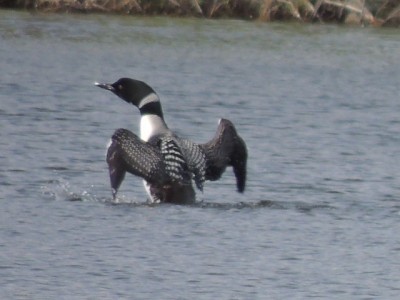 RSCN8655.JPG