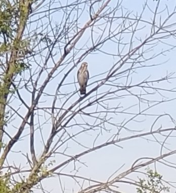 Some type of hawk or falcon