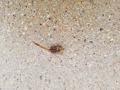 Scorpion