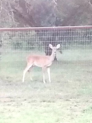 Doe