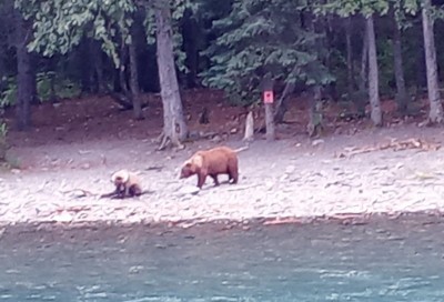 Big beast takes li'l bears salmon.