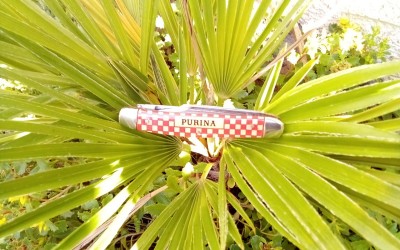 IMG_20200809_093748.jpg