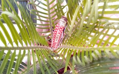 IMG_20200809_093708.jpg