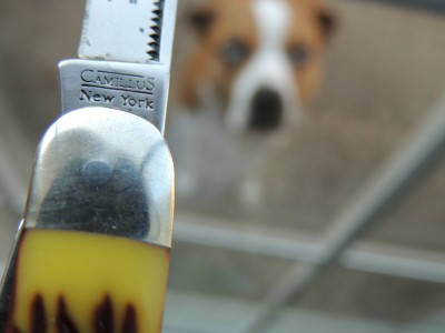 Tang stamp and my dog wondering what I'm doing.