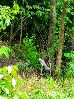 20200818_062130.jpg