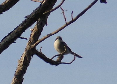 Loggerhead Shrike