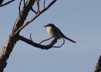 Loggerhead Shrike