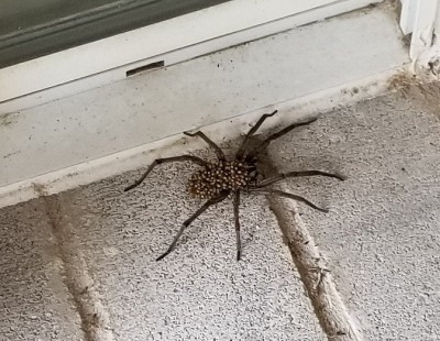 spider with babies.jpg