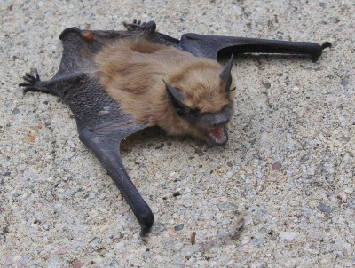 Little Brown bat.jpg
