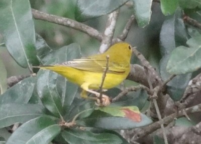 Yellow Warbler