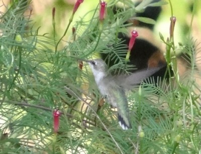 Ruby-throated Hummingbird