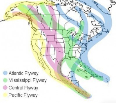 Flyways