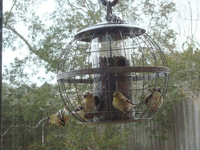 Goldfinches