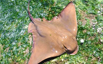 Bat.Ray_Fortman.Marina.Pier_2012.1-770x480.jpg