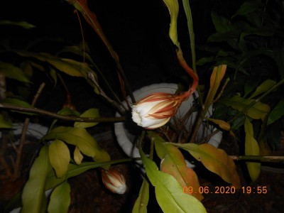 The unopened bloom looked this way all day.