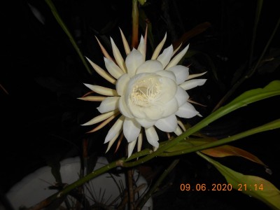 The bloom opened fully in just over an hour.
