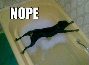 image.jpeg