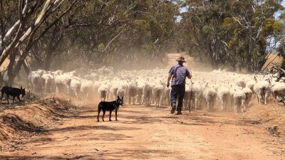 mob of sheep.jpg