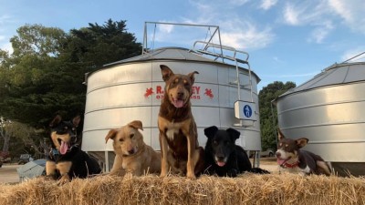 Kelpies.jpg