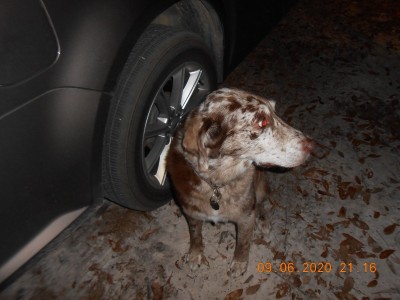 Aussidor a hybrid Austrailian Shepard X Chocolate