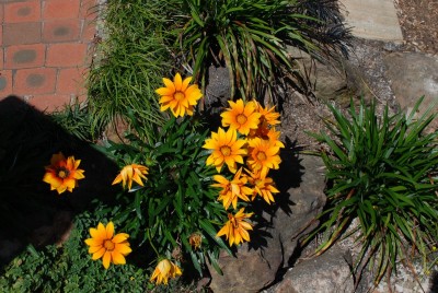 DSC_2729.JPG