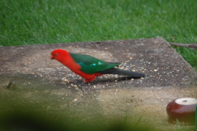 KING PARROT.jpg