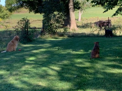 IMG_4111.jpeg