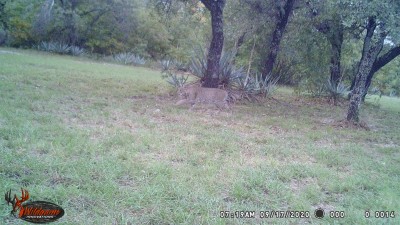 Bobcat.JPG