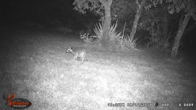 Raccoon.JPG