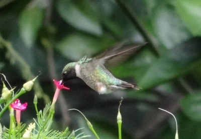Ruby-throat