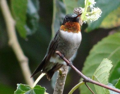 Ruby-throat